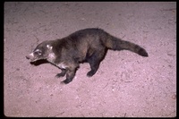 : Nasua nasua; Coati, Coatimundi