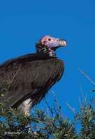 : Torgos tracheliotus; Lappet-faced Vulture