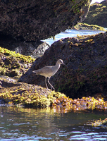 : Tringa semipalmata; Willet
