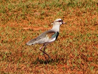 : Vanellus chilensis; Southern Lapwing