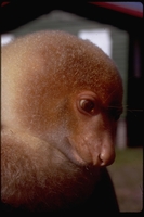 : Spilocuscus maculatus; Common Spotted Cuscus