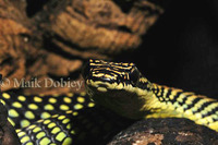 : Chrysopelea paradisi; Paradise Tree Snake