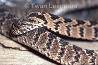 : Dasypeltis scabra