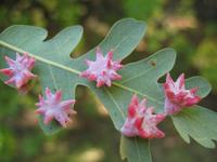 : Antron douglasii; Spined Turban Gall;