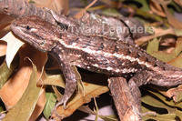 : Sceloporus undulatus hyacinthus