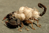 : Euscorpius italicus