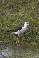 Himantopus himantopus   Black-Winged Stilt photo