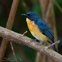 Mangrove Blue Flycatcher Scientific name - Cyornis rufigastra blythi (endemic race)