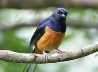 White-rumped Shama