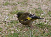 Oriental Greenfinch Carduelis sinica