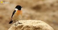 Fig. 2. Common Stonechat : 검은딱새