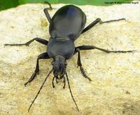 Carabus glabratus