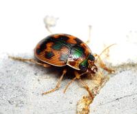 Omophron limbatum