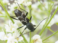 Chlorophorus sartor