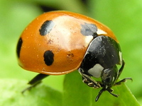 Coccinella septempunctata septempunctata