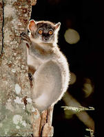 Red-tailed Sportive Lemur (Lepilemur ruficaudatus) outside tree hole.
