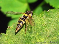 Sphaerophoria scripta - Hover fly