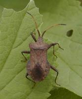 Coreus marginatus