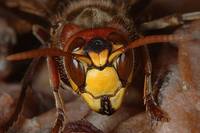 Vespa crabro - European Hornet