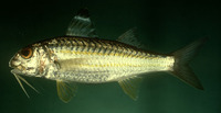 Upeneus sulphureus, Sulphur goatfish: fisheries, aquarium