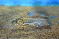 Mystus gulio, Long whiskers catfish: fisheries