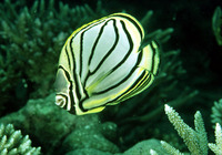Chaetodon meyeri, Scrawled butterflyfish: fisheries, aquarium