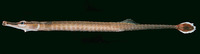 Doryrhamphus excisus excisus, Bluestripe pipefish: aquarium