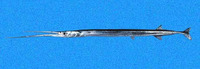 Platybelone argalus pterura, Baja California keeltail needlefish: fisheries