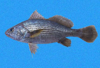 Stellifer chrysoleuca, Shortnose stardrum: fisheries