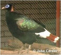 Sclater's Monal Pheasant, Lophophorus sclateri