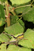 Eupholidoptera chabrieri