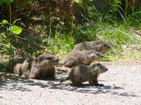 Image of: Marmota monax (woodchuck)