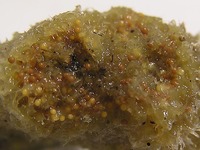 Spongilla lacustris