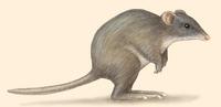 Image of: Potorous tridactylus (long-nosed potoroo)