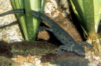 Pleurodeles waltl - Sharp-ribbed Newt