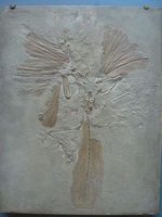 Archaeopteryx lithographica