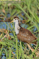 Jacana spinosa - Northern Jacana