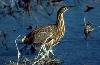 Botaurus lentiginosus - American Bittern