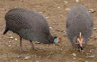 Numida meleagris - Helmeted Guineafowl