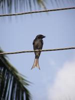 Dicrurus caerulescens - White-bellied Drongo