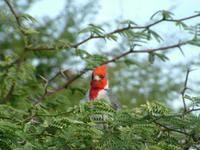 Paroaria coronata - Red-crested Cardinal