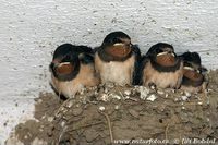 Hirundo rustica - Barn Swallow