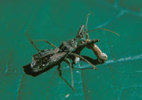 Image of: Reduviidae (assasin bugs and assassin bugs)