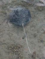 Himantura granulata - Macleay's Coachwhip Ray