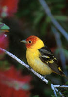 Image of: Piranga ludoviciana (western tanager)