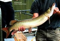 Image of: Esox masquinongy (muskellunge)