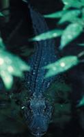 Image of: Melanosuchus niger (black caiman)