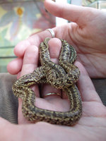 Elaphe bimaculata - Chinese Leopard Snake