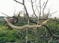 Zamenis longissimus - Aesculapean Snake