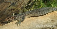 Varanus auffenbergi - Auffenberg's Monitor